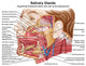 Anatomy Human Salivary Glands Wall Decal Design 1