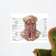 Anatomy Human Hyoid Bone Wall Decal Design 1