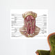 Anatomy Human Hyoid Bone Wall Decal Design 1