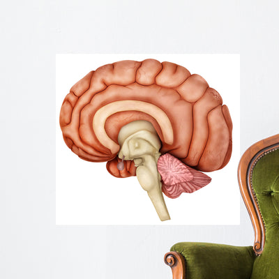 Anatomy Human Brain Side Wall Decal Design 2 shown on a wall