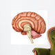Anatomy Human Brain Side Wall Decal Design 2