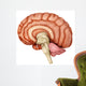 Anatomy Human Brain Side Wall Decal Design 2