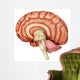 Anatomy Human Brain Side Wall Decal Design 2