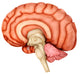 Anatomy Human Brain Side Wall Decal Design 2