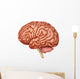 Anatomy Human Brain Side Wall Decal Design 1