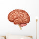 Anatomy Human Brain Side Wall Decal Design 1
