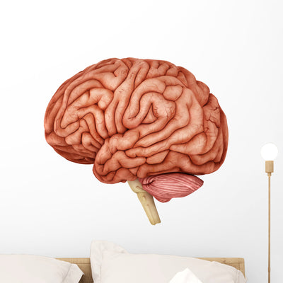 Anatomy Human Brain Side Wall Decal Design 1 shown on a wall
