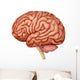 Anatomy Human Brain Side Wall Decal Design 1