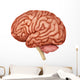 Anatomy Human Brain Side Wall Decal Design 1