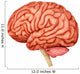 Anatomy Human Brain Side Wall Decal Design 1