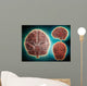 Conceptual Image Human Brain Wall Decal Design 2