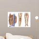 Anatomy Human Bone Marrow Wall Decal Design 2