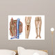 Anatomy Human Bone Marrow Wall Decal Design 2