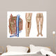 Anatomy Human Bone Marrow Wall Decal Design 2