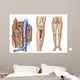 Anatomy Human Bone Marrow Wall Decal Design 2