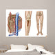 Anatomy Human Bone Marrow Wall Decal Design 2