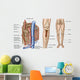 Anatomy Human Bone Marrow Wall Decal Design 1