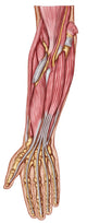 Anatomy Human Forearm Muscles Wall Decal Design 4