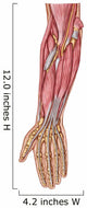 Anatomy Human Forearm Muscles Wall Decal Design 4
