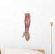 Anatomy Forearm Muscles Anterior Wall Decal Design 2