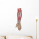 Anatomy Forearm Muscles Anterior Wall Decal Design 2