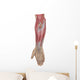 Anatomy Forearm Muscles Anterior Wall Decal Design 2
