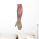 Anatomy Forearm Muscles Anterior Wall Decal Design 2