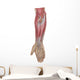 Anatomy Forearm Muscles Anterior Wall Decal Design 2
