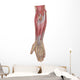 Anatomy Forearm Muscles Anterior Wall Decal Design 2
