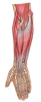 Anatomy Forearm Muscles Anterior Wall Decal Design 2