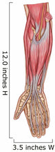 Anatomy Forearm Muscles Anterior Wall Decal Design 2