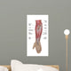 Anatomy Forearm Muscles Anterior Wall Decal Design 1