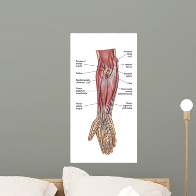 Anatomy Forearm Muscles Anterior Wall Decal Design 1 shown on a wall