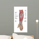 Anatomy Forearm Muscles Anterior Wall Decal Design 1