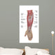 Anatomy Forearm Muscles Anterior Wall Decal Design 1
