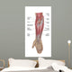 Anatomy Forearm Muscles Anterior Wall Decal Design 1
