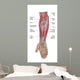 Anatomy Forearm Muscles Anterior Wall Decal Design 1