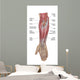 Anatomy Forearm Muscles Anterior Wall Decal Design 1