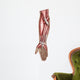 Anatomy Human Forearm Muscles Wall Decal Design 2