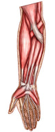 Anatomy Human Forearm Muscles Wall Decal Design 2