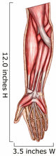 Anatomy Human Forearm Muscles Wall Decal Design 2