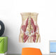Anatomy Iliopsoa Wall Decal