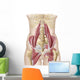 Anatomy Iliopsoa Wall Decal