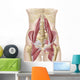 Anatomy Iliopsoa Wall Decal