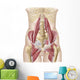 Anatomy Iliopsoa Wall Decal