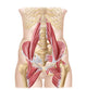 Anatomy Iliopsoa Wall Decal