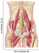 Anatomy Iliopsoa Wall Decal