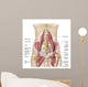 Anatomy Iliopsoa Also Known Wall Decal