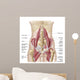 Anatomy Iliopsoa Also Known Wall Decal