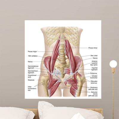Anatomy Iliopsoa Also Known Wall Decal shown on a wall